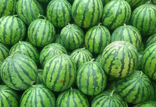 热门大瓜往期内容 56吃瓜网,揭秘娱乐圈最新大瓜，带你领略明星幕后故事